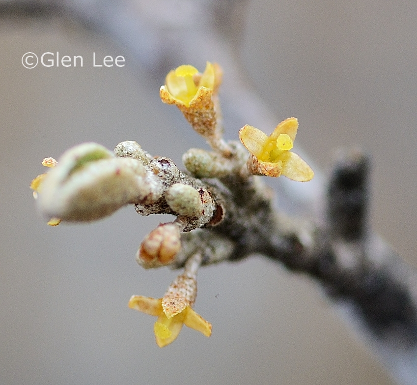 Shepherdia argentea photos Saskatchewan Wildflowers